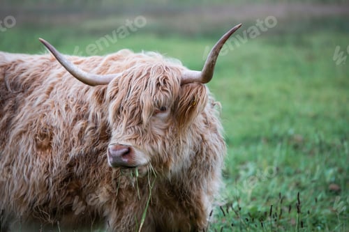 Preview: big animal scottish highlander