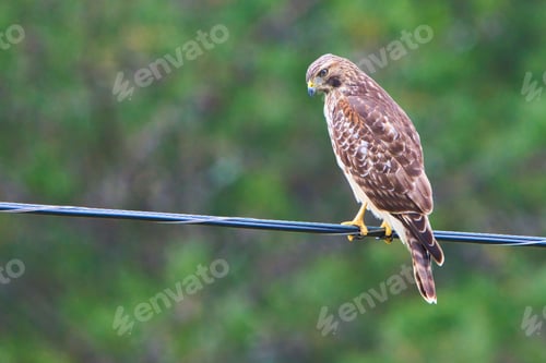 Preview: Hawk perched on wire with green backdrop.
