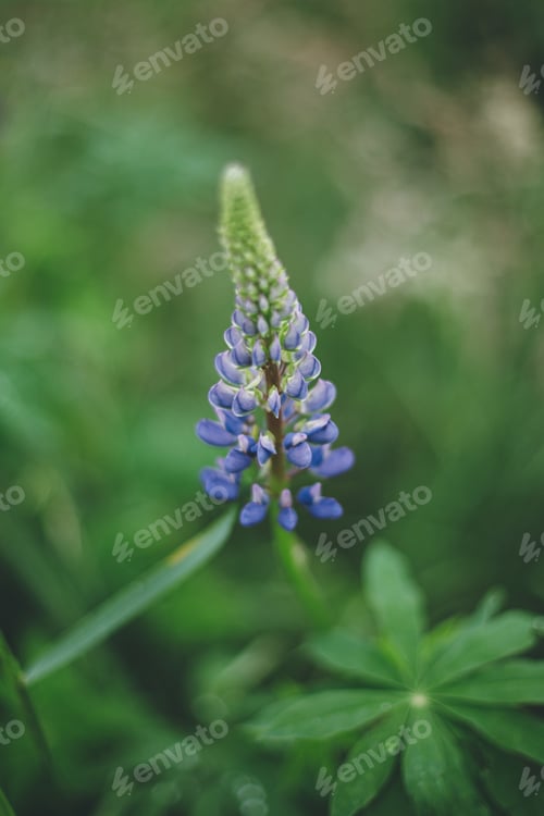 Preview: Lupine wildflower in meadow. Cottagecore aesthetics