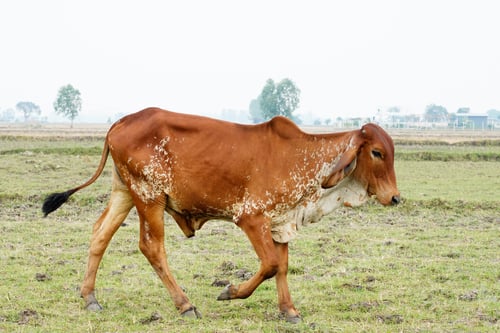 Preview: Cow in the green grass