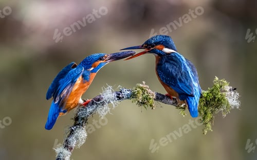 Preview: Colorful kingfisher (Alcedinidae) on a branch, one bird offering something to the other