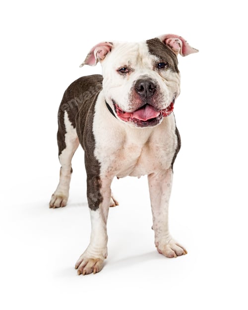 Preview: Friendly Pit Bull Dog Standing Looking Forward