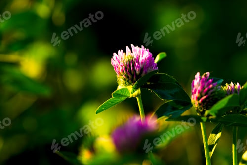 Preview: The flowers of clover on a background of green grass
