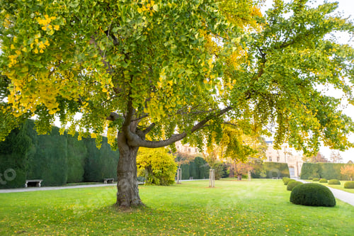 Preview: Green and yellow trees in early autumn park.