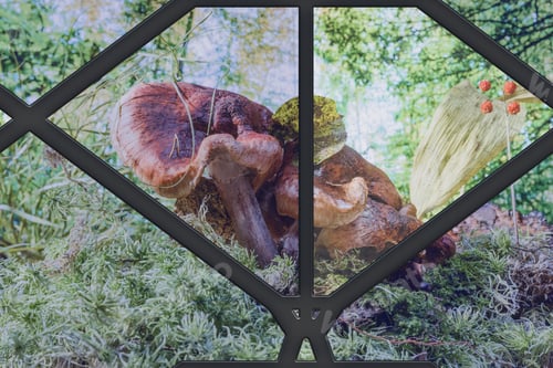 Preview: Edible Mushrooms In The Grass- Nature Background. Forest Landscape.