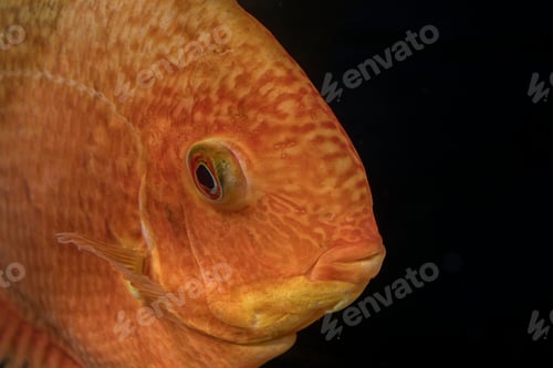 Preview: Portrait of cichlid fish (Heros sp.)