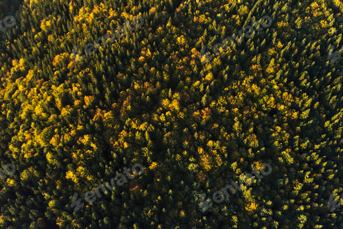 Preview: Aerial view of dark mixed pine and lush forest with green and yellow trees