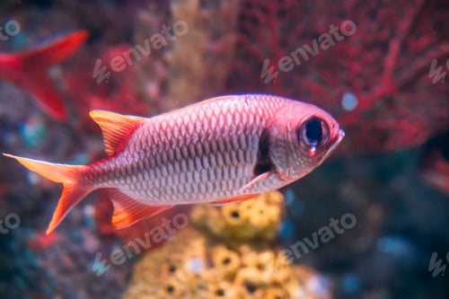 Preview: Pinecone Soldierfish Fish Myripristis Murdjan With Big Eyes Swim