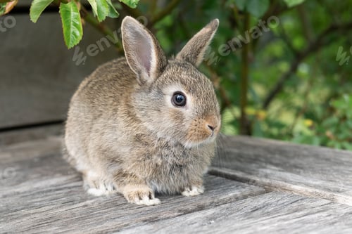 Preview: Little brown rabbit on a wooden terrace outdoors.