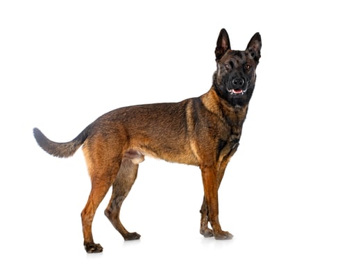 Preview: malinois in studio