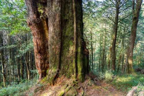 Preview: Giant Sacred Tree in Alishan of Taiwan