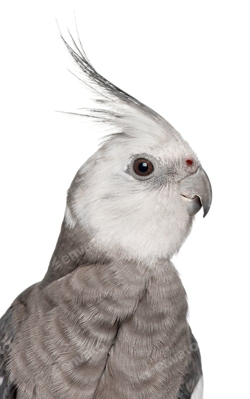 Preview: Male Cockatiel, Nymphicus hollandicus, in front of white background