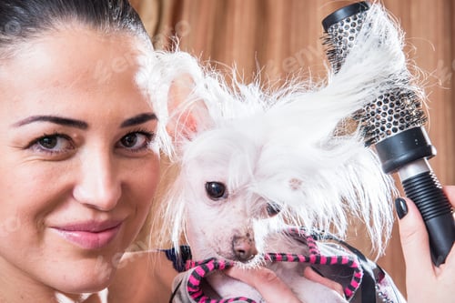 Preview: Girl Combing Dog Breed Chinese Crested