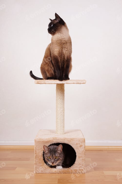 Preview: two cats on cat tree