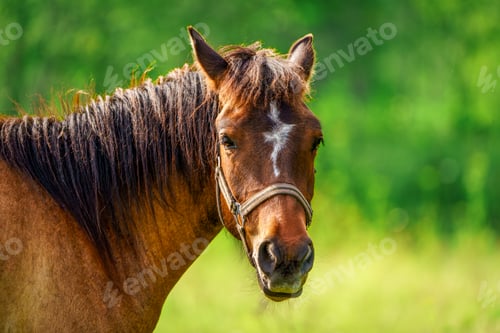 Preview: Close-up Portrait of Majestic Brown Thoroughbred Horse on a Sunny Summer Day
