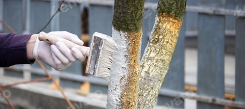 Preview: a male farmer covers a tree trunk with protective white paint against pests.