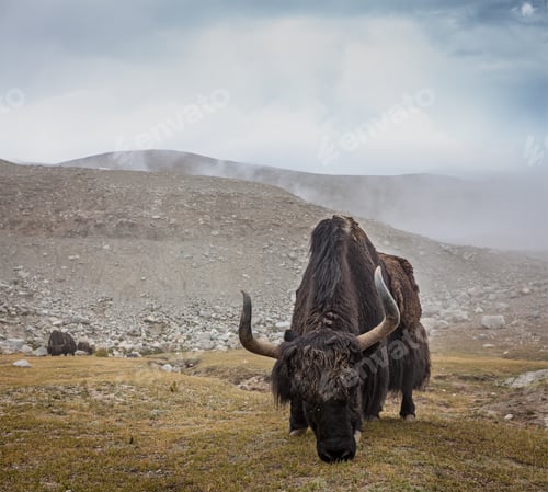 Preview: Yak grazing in Himalayas