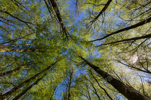 Preview: Beech Tree Canopy