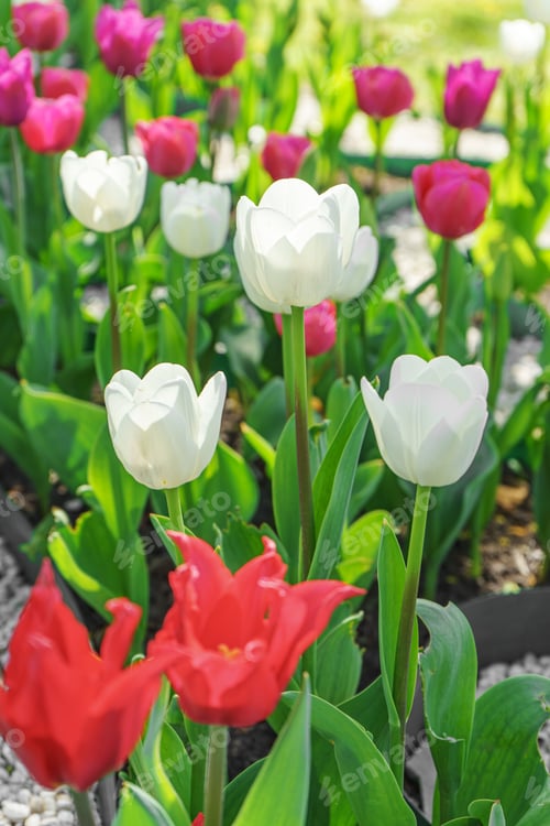 Preview: Red, White And Pink Tulips Flowers With Green Leaves Blooming In A Meadow, Park, Flowerbed