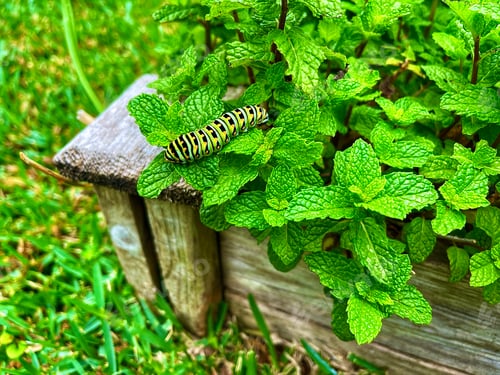 Preview: A zebra caterpillar feeds on luscious green plants in the garden!