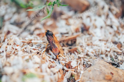 Preview: Great wasp wasp of black-orange color standing in sawdust