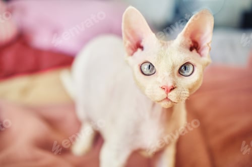 Preview: Sphynx Devon Rex cat close-up. Portrait of a pet.