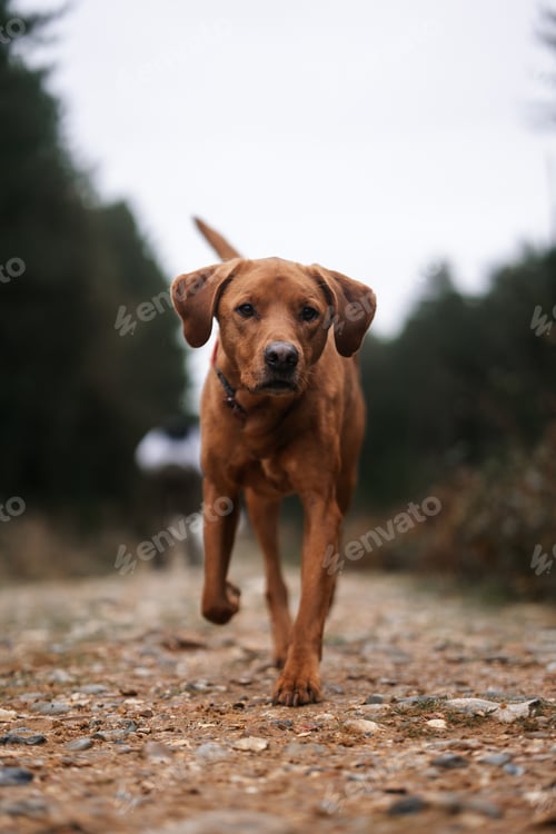 Preview: Brown dog, cute pet in a woodland forest setting