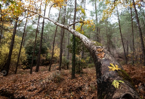 Preview: Maple leaves on a tree branch in autumn. Fall season in a forest