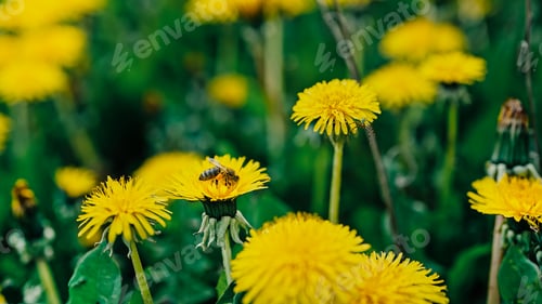 Preview: Bee on yellow dandelion flower collecting nectar. Insects gathering pollen.