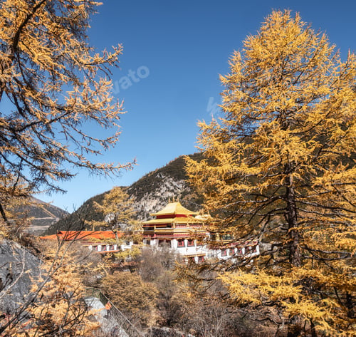 Preview: Chong Gu monastery temple in autumn pine forest at Yading nature reserve
