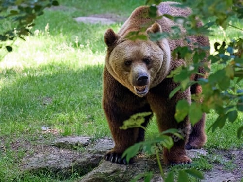 Oso pardo (Ursus arctos)
