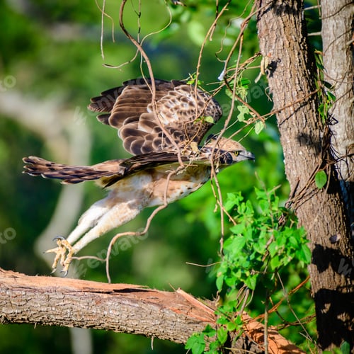 Preview: Crested hawk-eagle taking off, Powerful claws, and sharp beak.