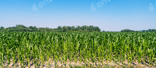 Preview: Green maize field in countryside during summer