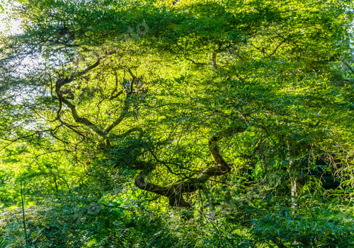 Preview: A View Of A Japanese Maple Tree At The Seattle Arboretum