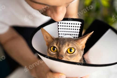 Preview: Close-up of a Funny Abyssinian cat wearing a cone, as its caring male owner gently fits the collar a
