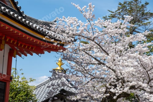 Preview: Japanese traditional temple building roof cherry blossoms, blue sky. Spring sakura season in Japan