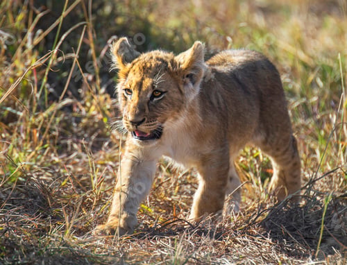 Preview: A Beautiful Wildlife photography pictures