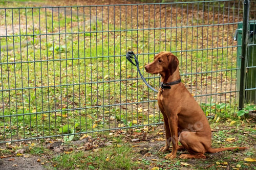 Preview: A well-bred dog is waiting for its master at the grate