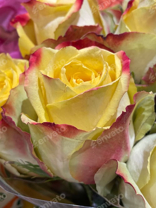 Preview: Roses