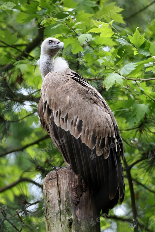 Preview: The Eurasian griffon vulture in closeup view, Gyps fulvus