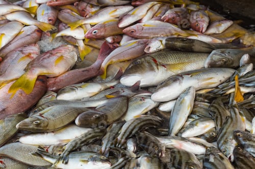Preview: different types of snappers