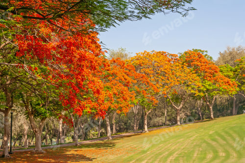 Preview: Flame Trees in Dubai