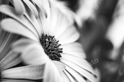 Preview: Flower macro, margherita on black & white