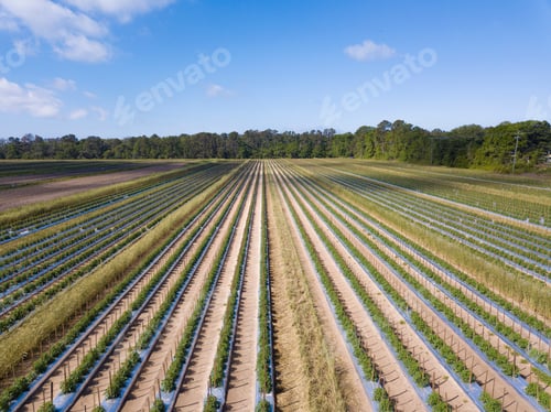 Preview: Aerial view of healthy, lush tomato field in South Carolina, USA