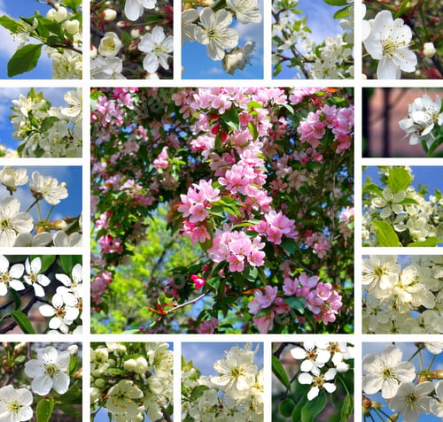 Preview: Spring trees collage