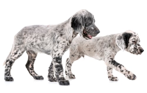 Preview: puppy english setter