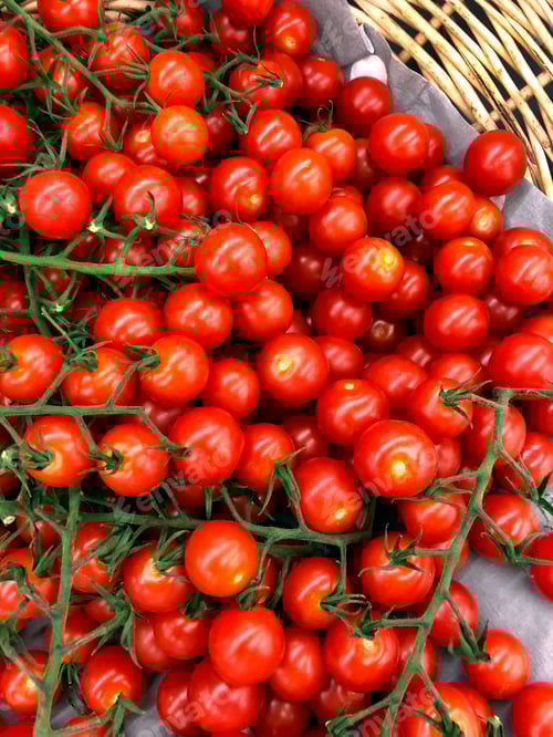 Visualização: Tomate de videira