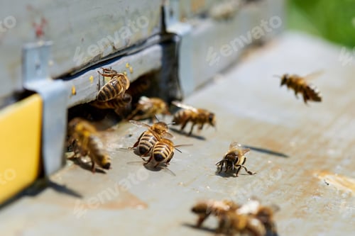 Preview: Honey bees around the hive