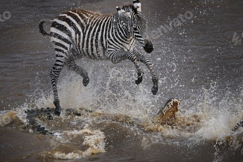 Preview: Common or plains zebra jumping over a crocodile, Masai Mara, Kenya