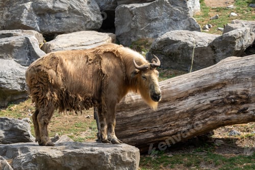 Preview: Sichuan takin animal standing on stones with falling tree trunks in the forest with sunlight
